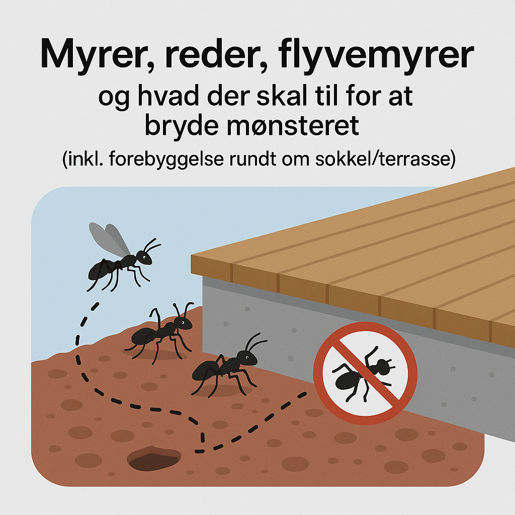 Myrer i huset: hvorfor de kommer igen og den metode der stopper dem permanent